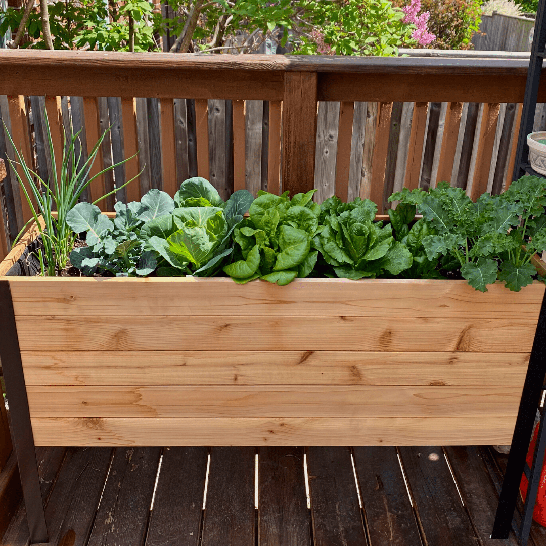 18" X 48" Cedar Raised Garden Bed – 30" Tall | Deep Elevated Planter Box