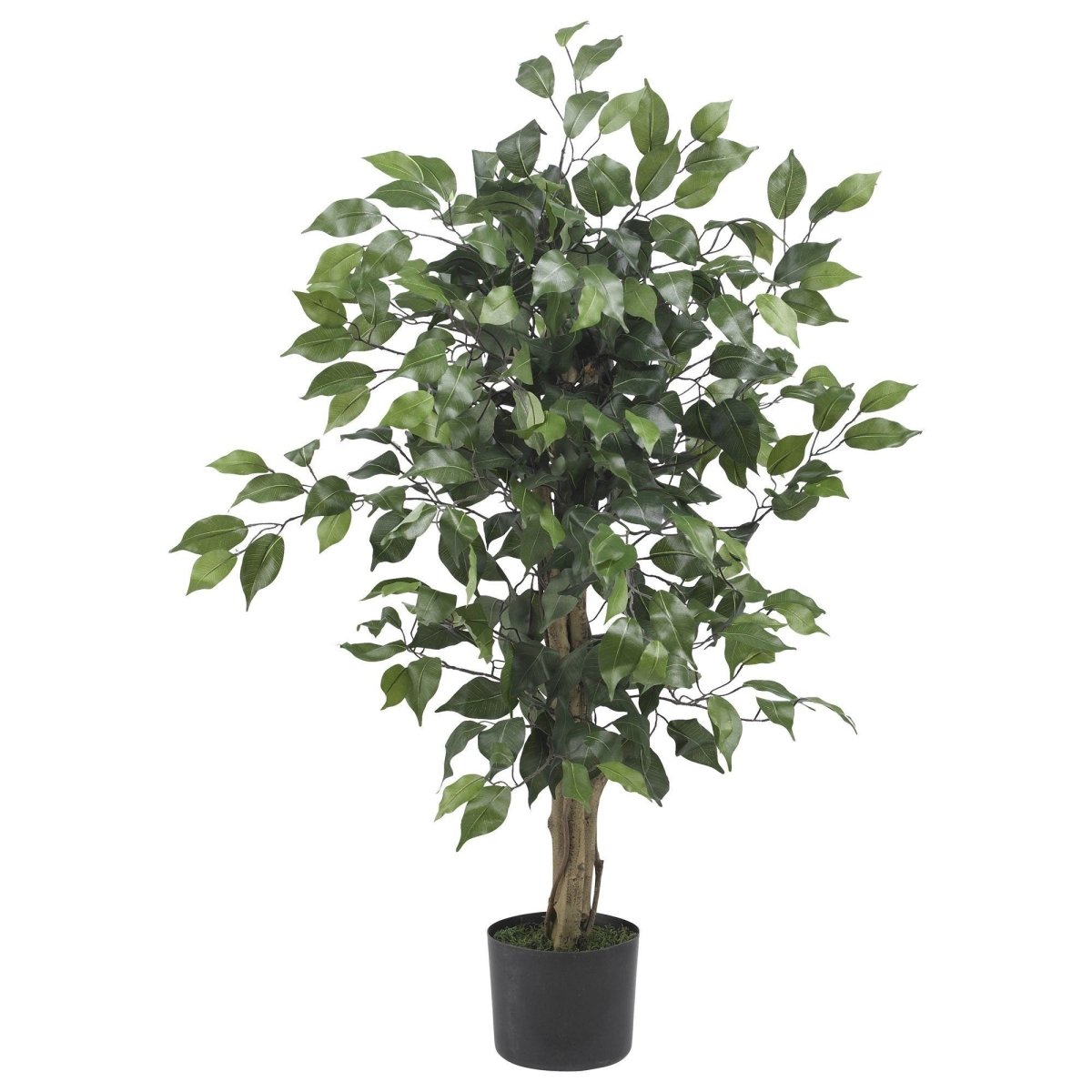 3-ft Ficus Silk Tree