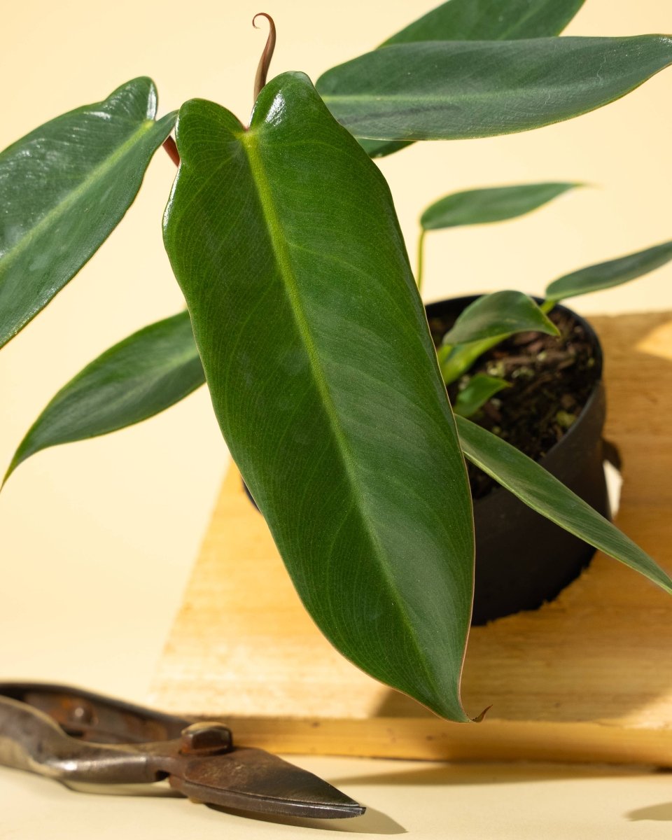 Philodendron 'Spiritus Sancti'