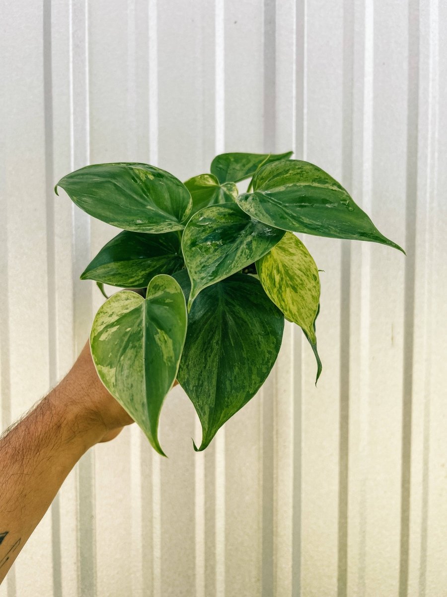 Philodendron Variegated Heartleaf – Rare Vining Houseplant