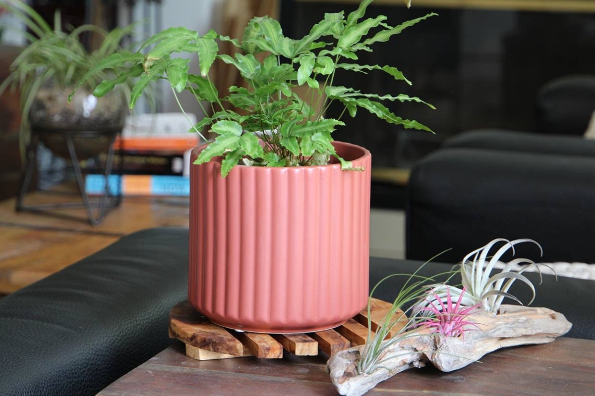6.5" Brush Comb Hibiscus Planter – Ceramic Pot