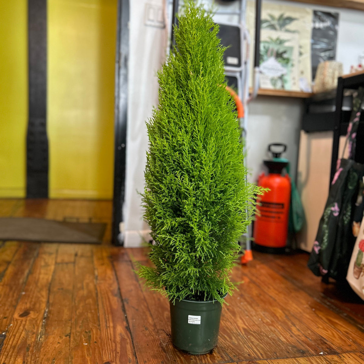 Cypress 'Goldcrest' - Lemon Cypress
