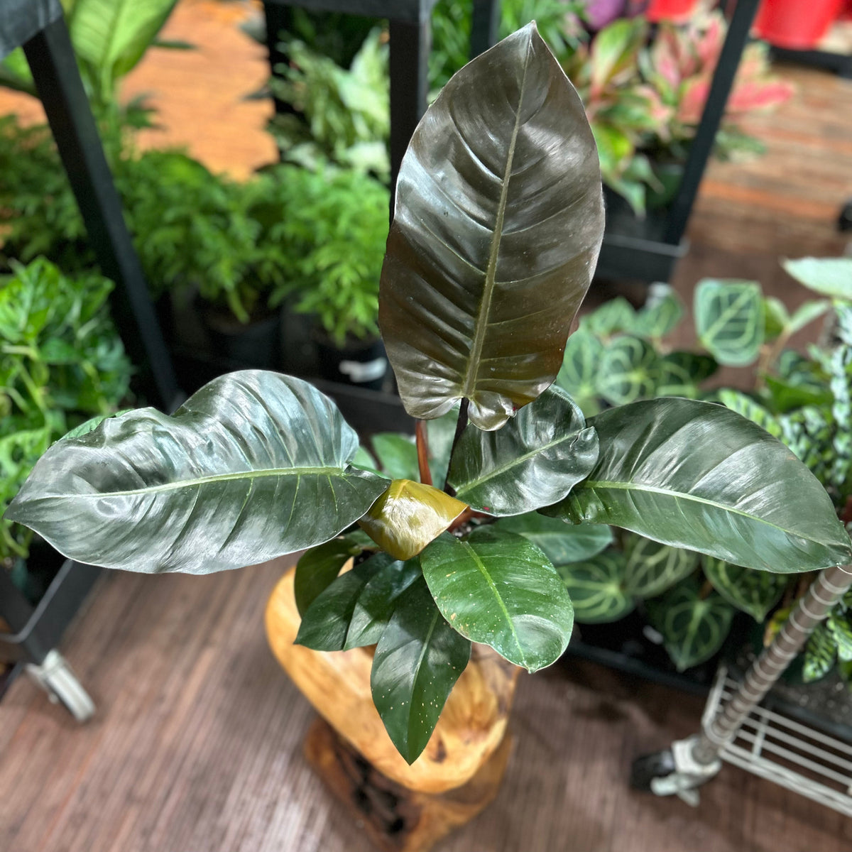 Philodendron 'Black Cardinal' - 4.5 Inch