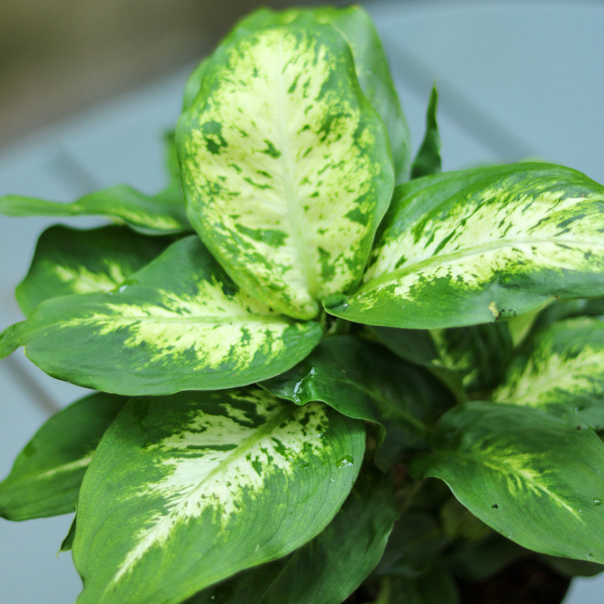 Dieffenbachia ‘Dumb Cane’ – Classic Variegated Dumb Cane