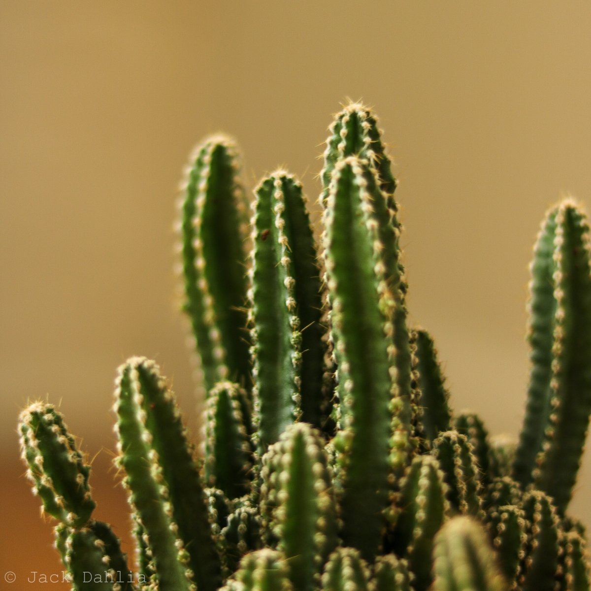 Acanthocereus Tetragonus ‘Triangle Cactus’ - 5 Inch