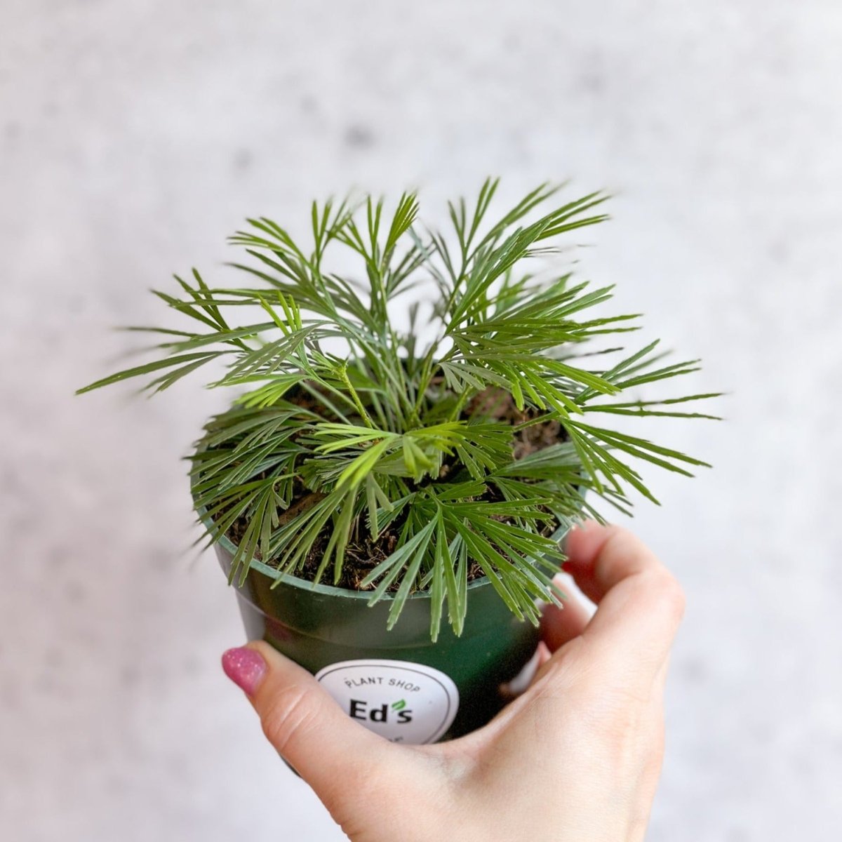 Actiniopteris Australis - Eyelash Fern - 4 Inch