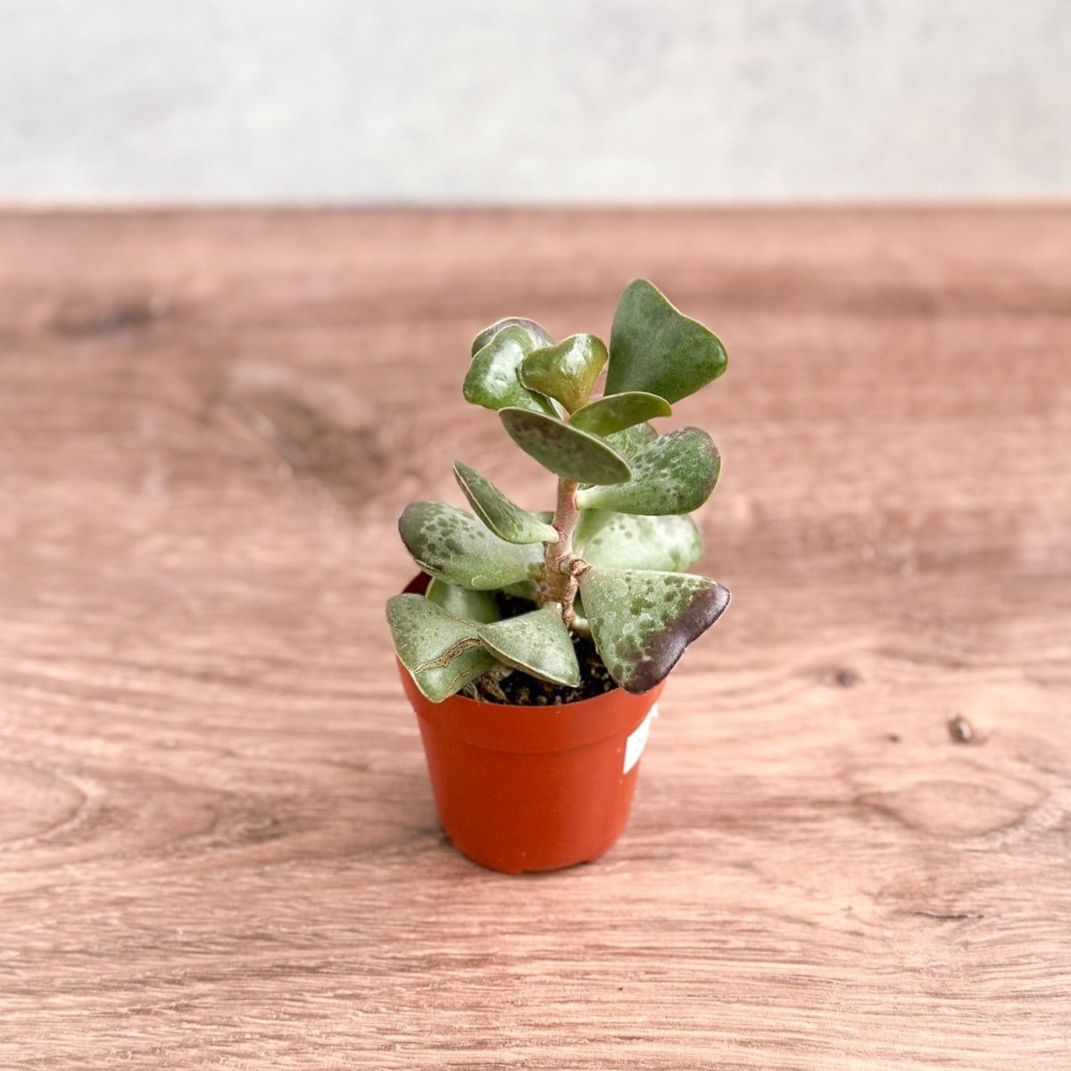Adromischus Maculatus - Calico Hearts Plant -3 Inch