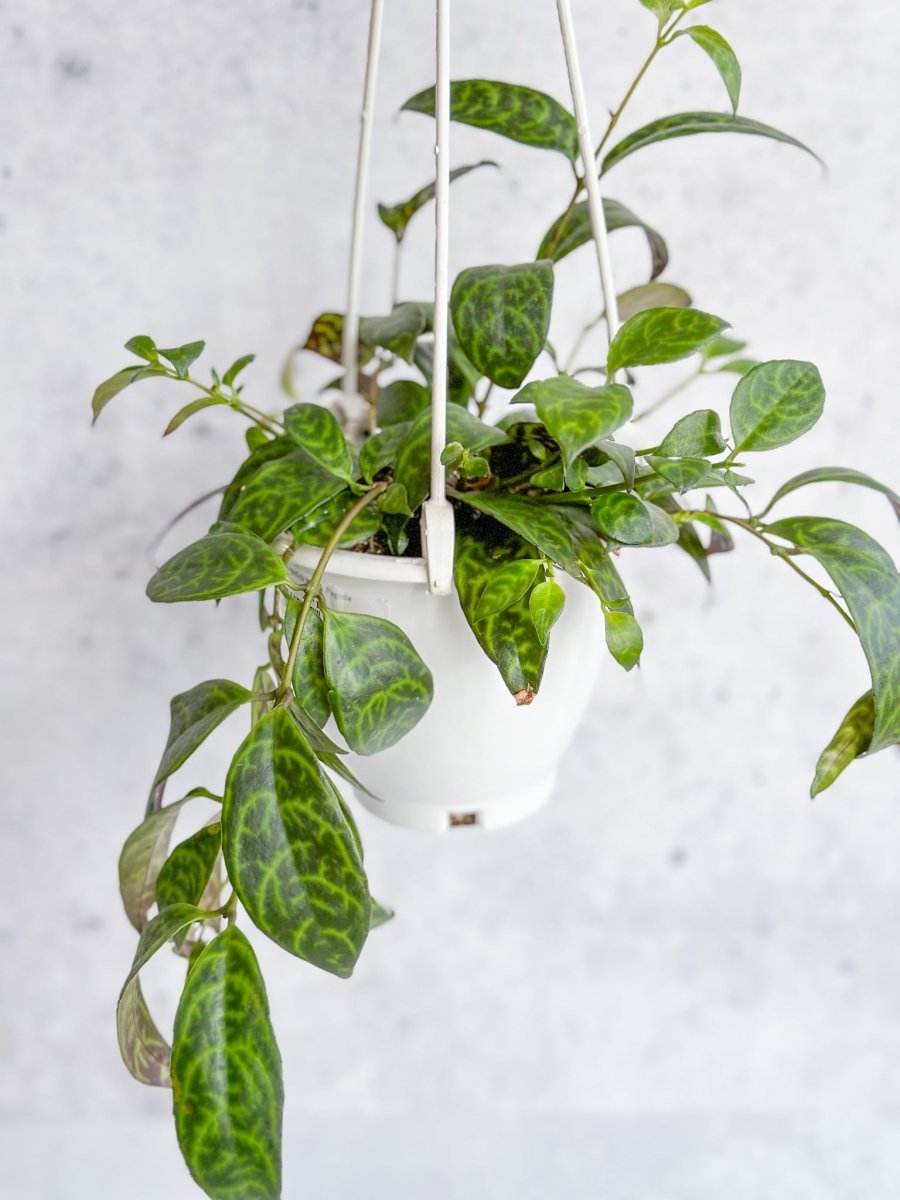 Aeschynanthus Longicaulis ‘Black Pagoda’ - Hanging Basket