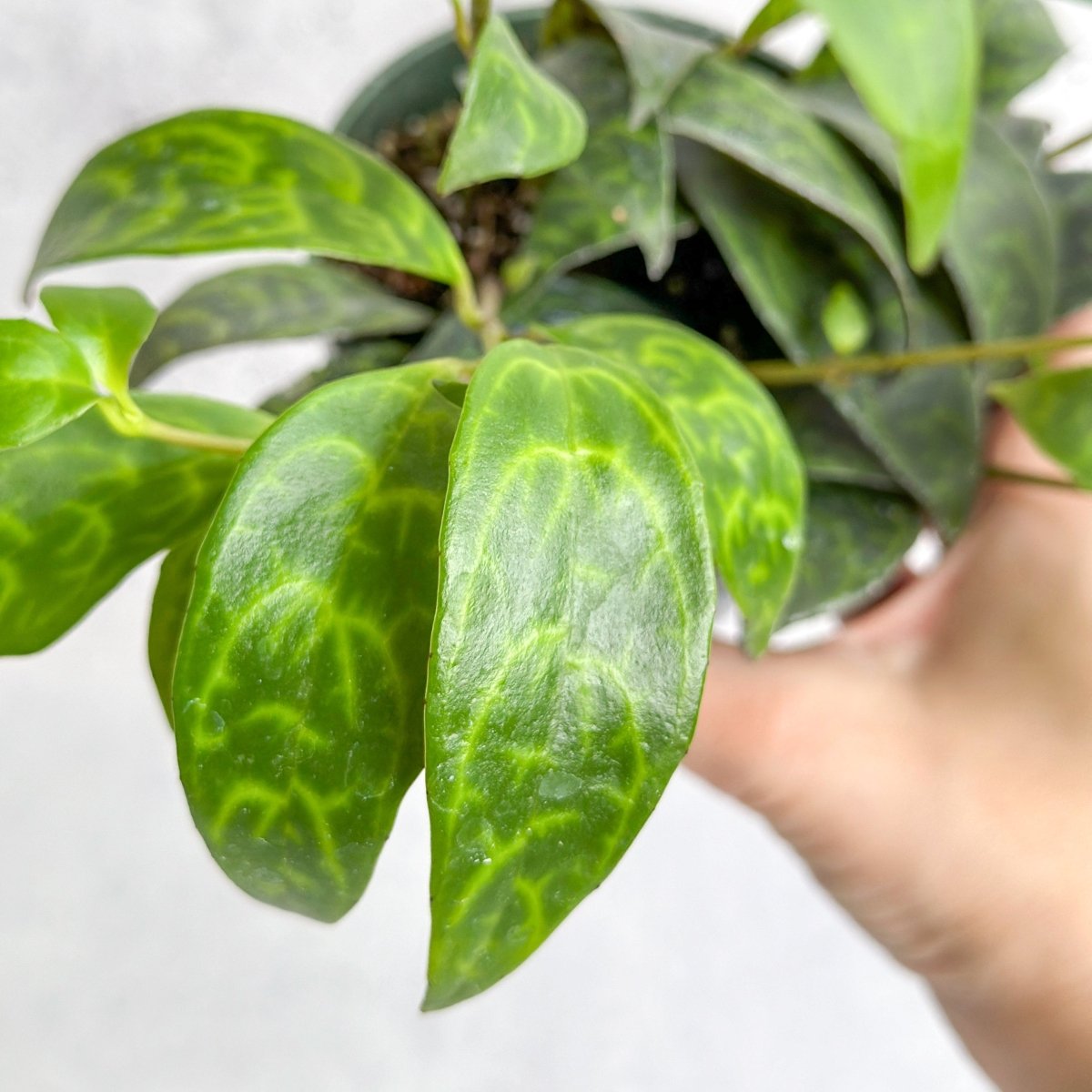 Aeschynanthus Longicaulis - Lipstick Plant ‘Black Pagoda’