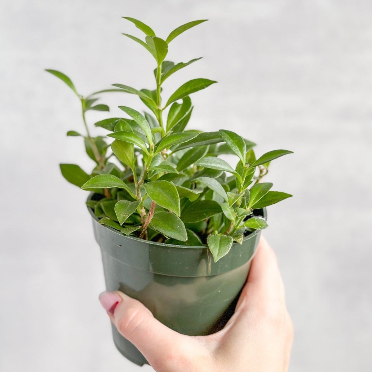 Aeschynanthus Longicaulis 'Purple Star' - Purple Star Lipstick Plant