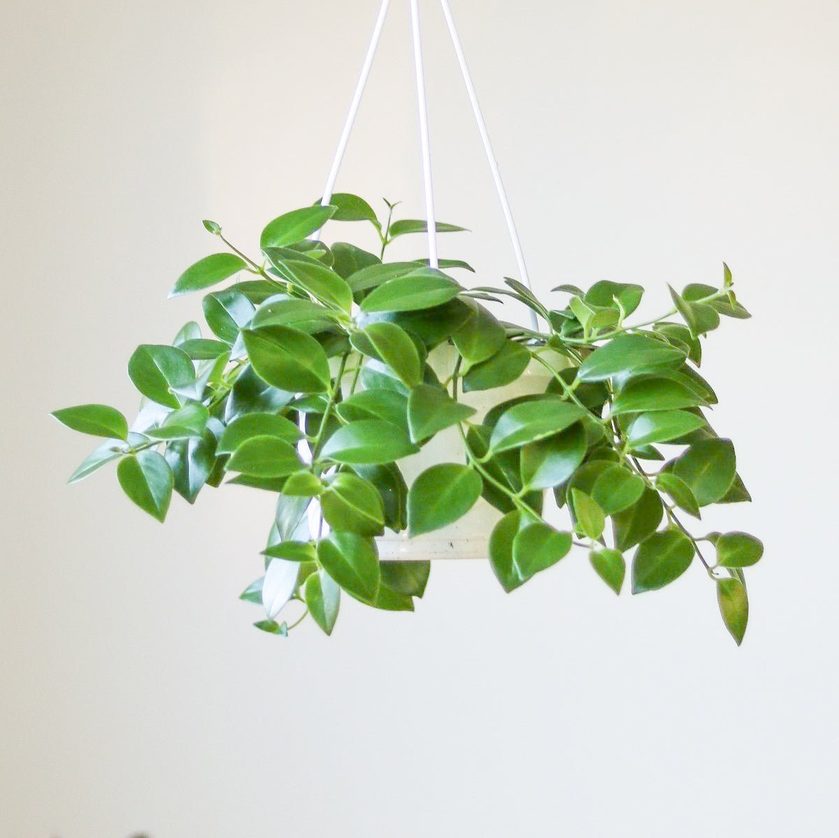 Aeschynanthus Radicans - Lipstick Plant Hanging Basket
