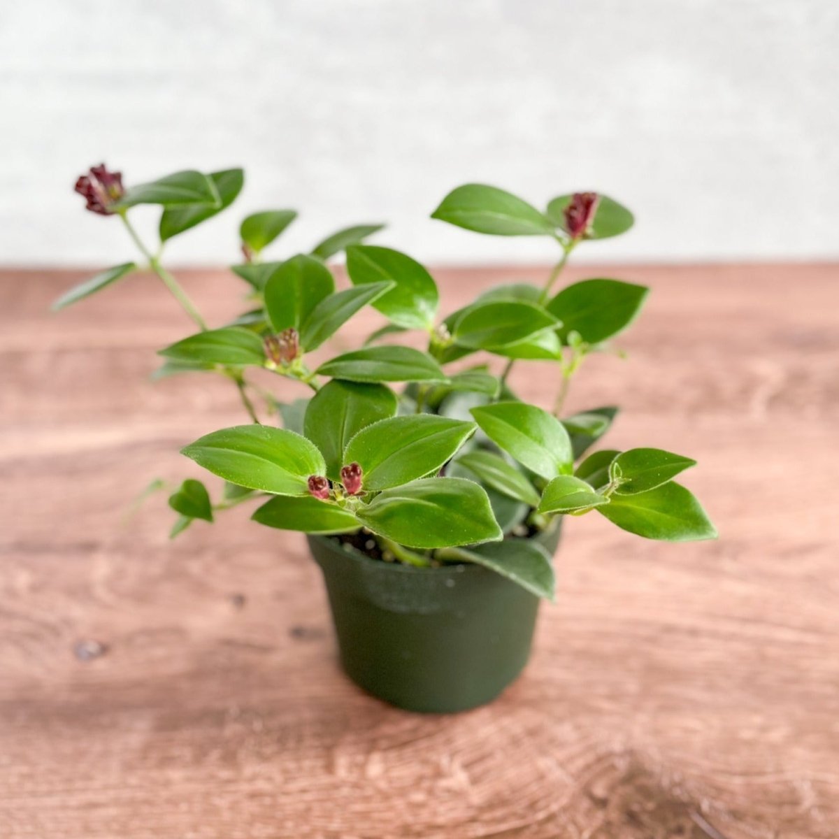 Aeschynanthus Radicans 'Mona Lisa' - Mona Lisa Lipstick Plant