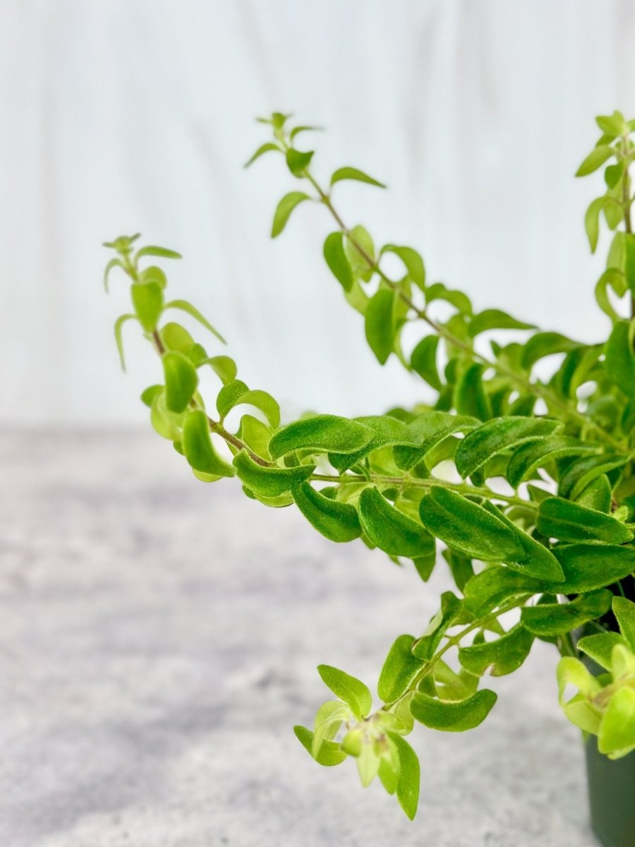 Aeschynanthus Radicans 'Rasta' Curly Lipstick Plant -4 Inch