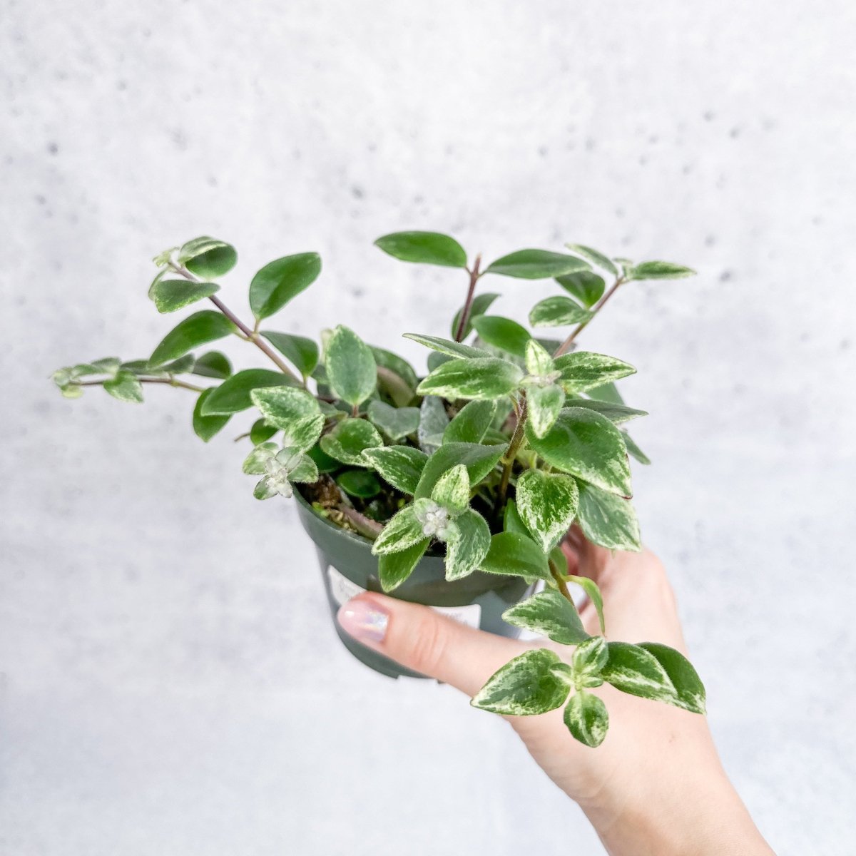 Aeschynanthus Radicans 'Variegata' - Variegated Lipstick Plant