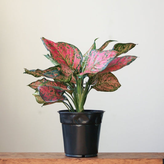 Aglaonema ‘Anyamanee’ (Red Valentine) — Pink Mottled Chinese Evergreen