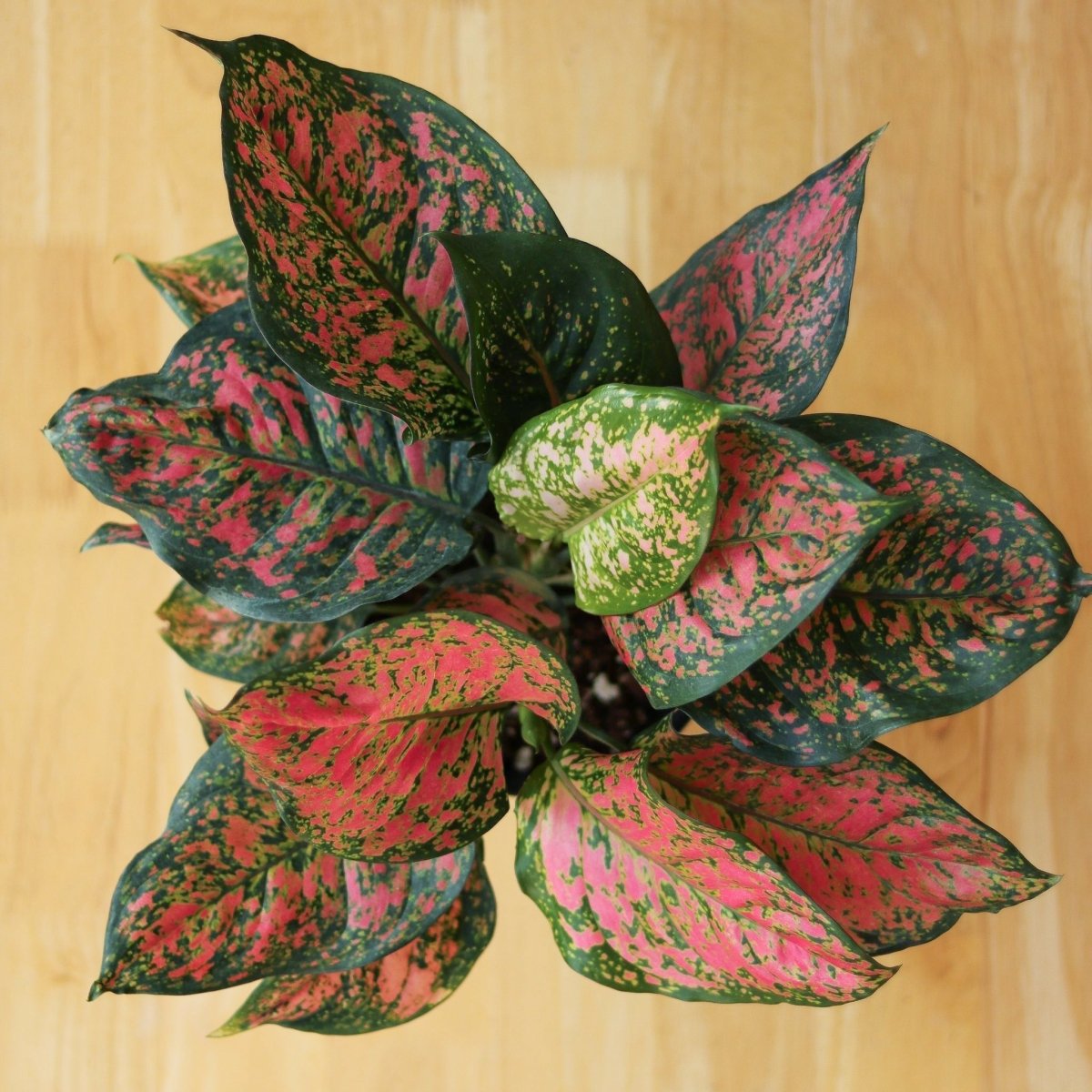 Aglaonema ‘Anyamanee’ (Red Valentine) — Pink Mottled Chinese Evergreen