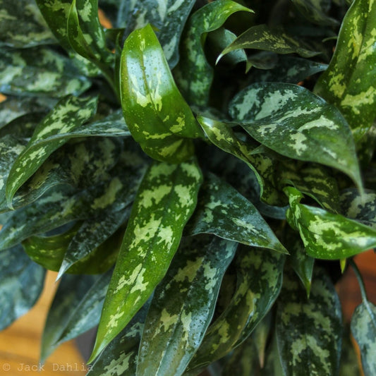 Aglaonema Emerald Beauty Chinese Evergreen 'Maria'