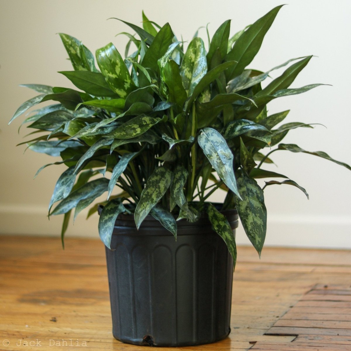 Aglaonema Emerald Beauty Chinese Evergreen 'Maria'