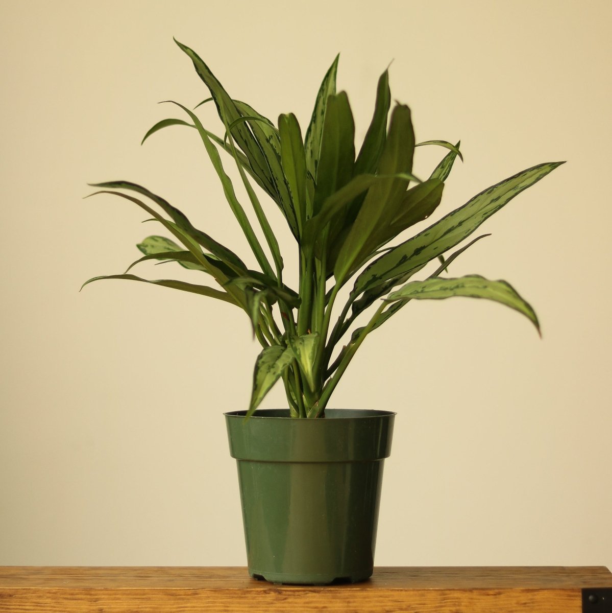 Aglaonema ‘Cutlass’