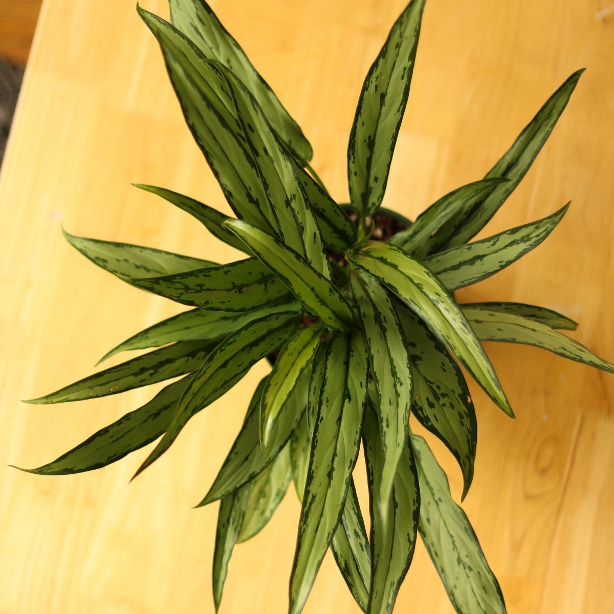 Aglaonema ‘Cutlass’