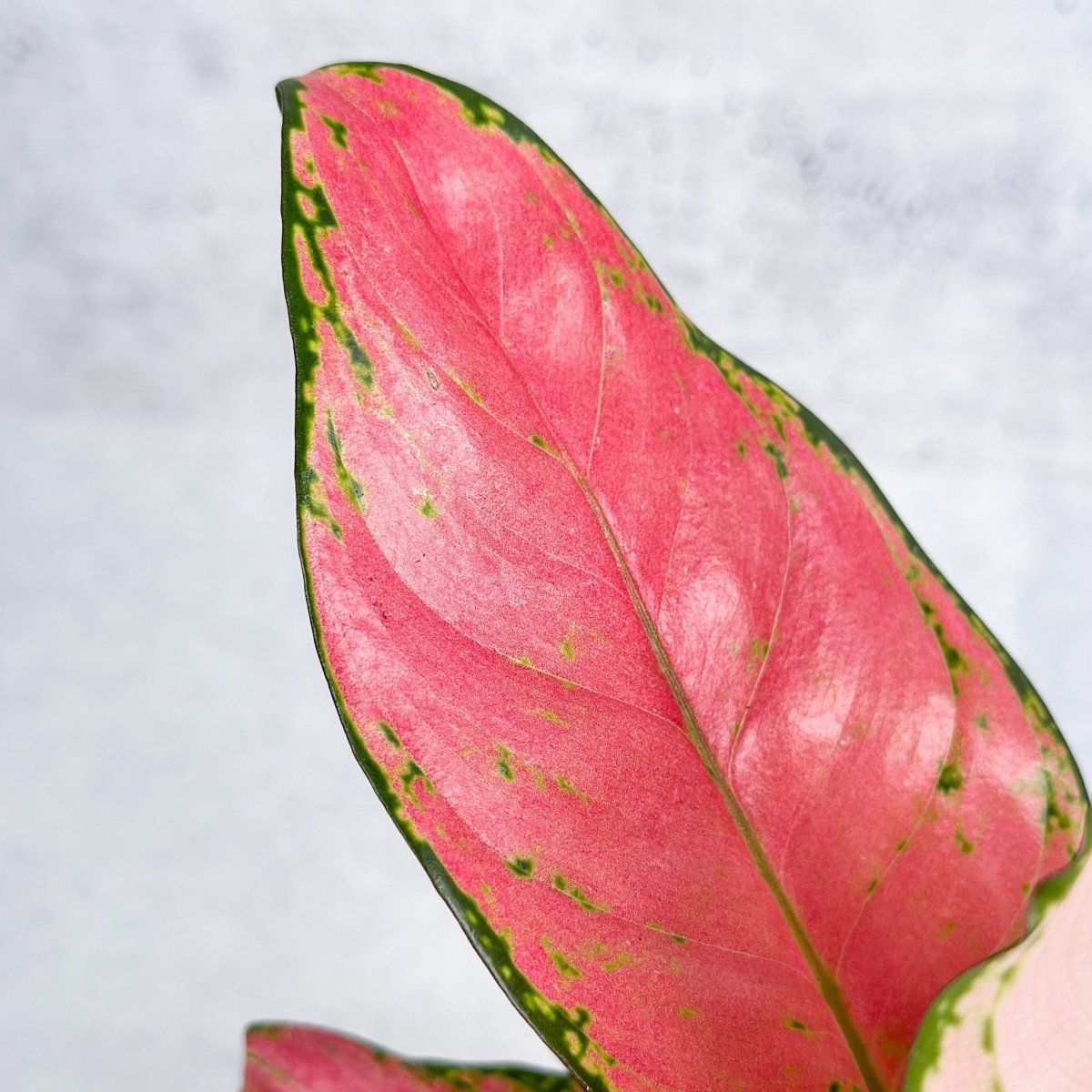 Aglaonema Pink Lady Valentine Chinese Evergreen Hybrid - 4 Inch