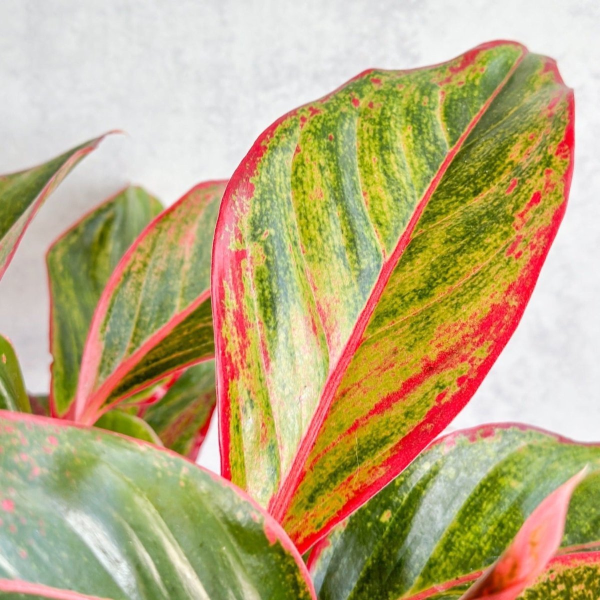 Aglaonema 'Siam Aurora Red' Chinese Evergreen - 8" Nursery Pot