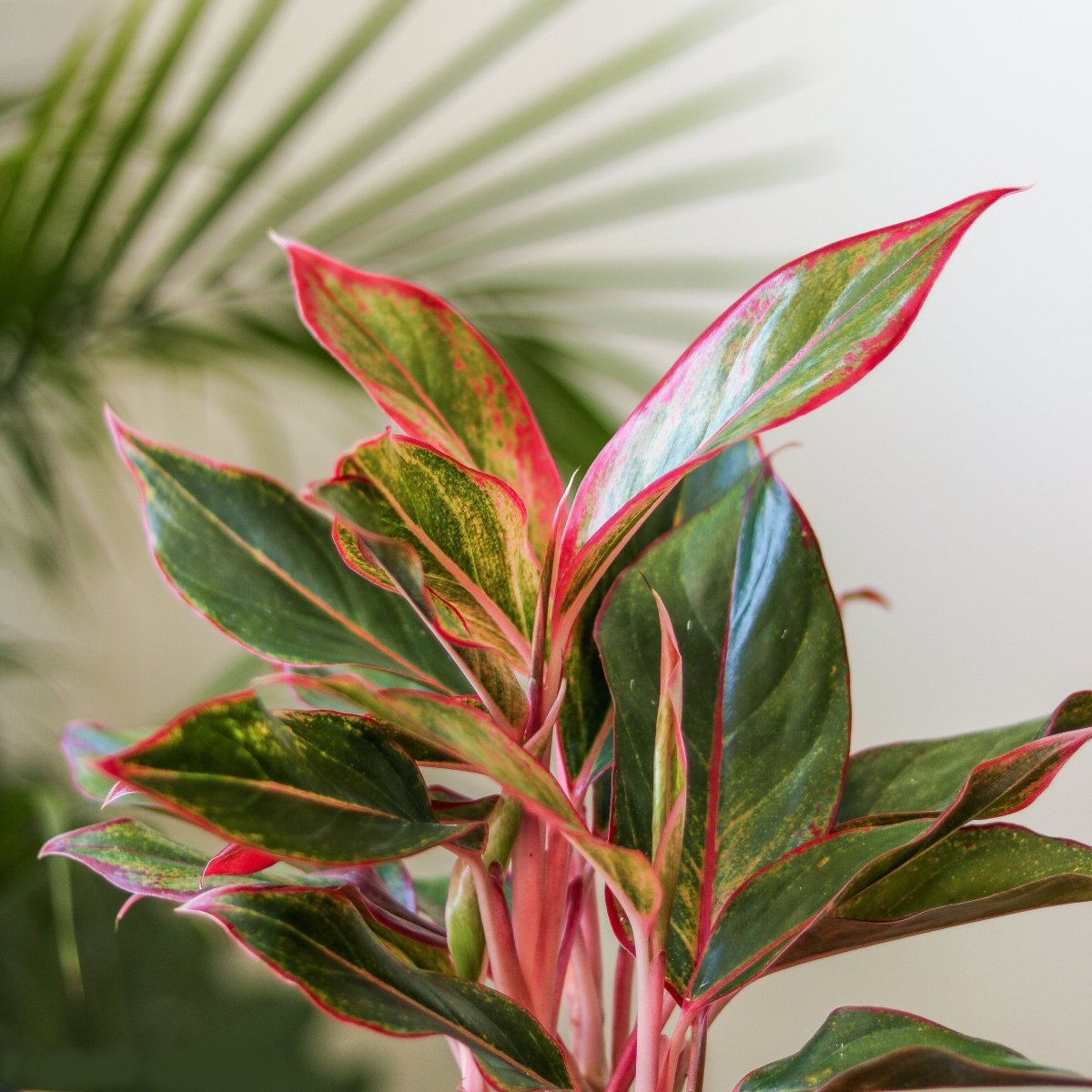 Aglaonema 'Siam Aurora Red' Chinese Evergreen