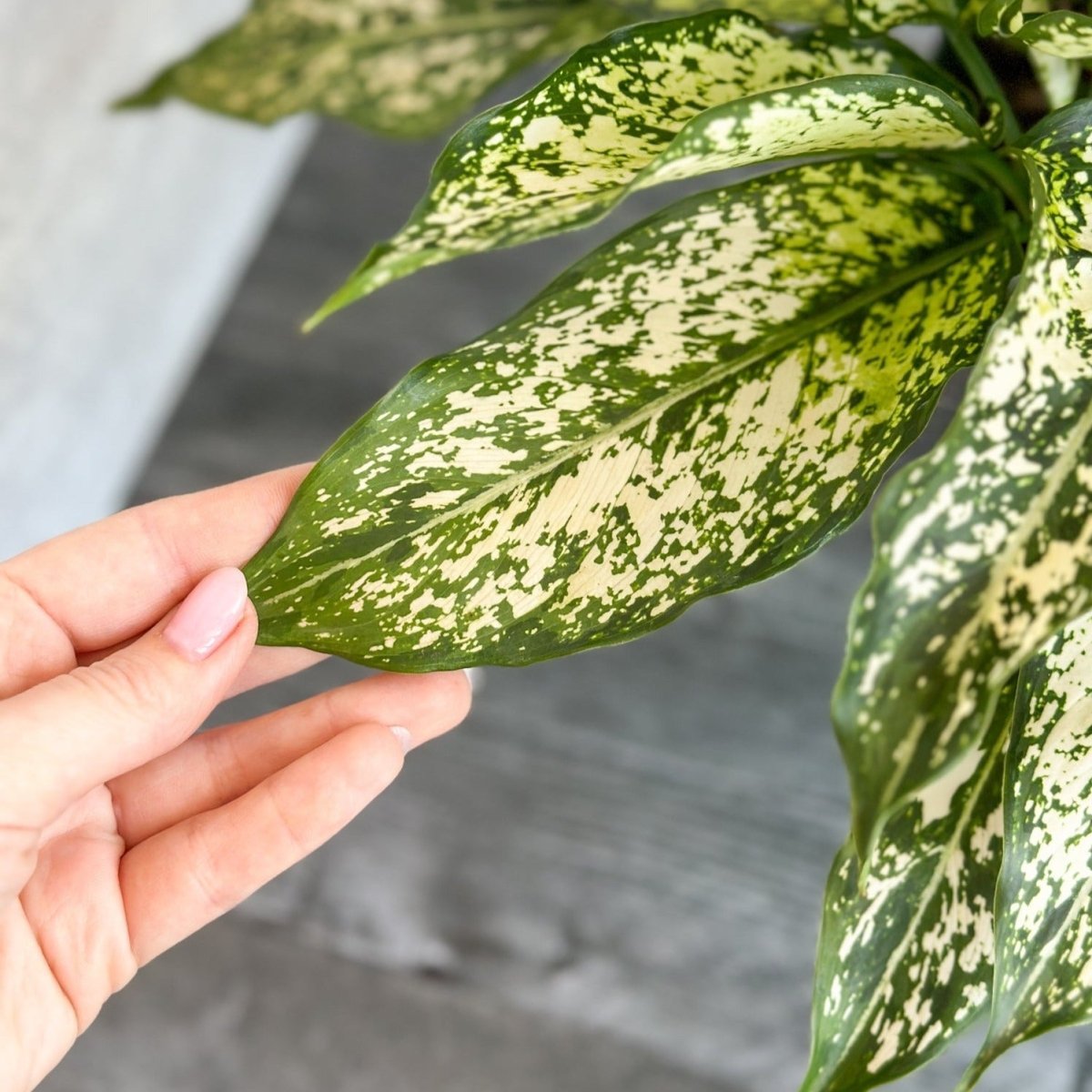 Aglaonema 'Spring Snow' Chinese Evergreen