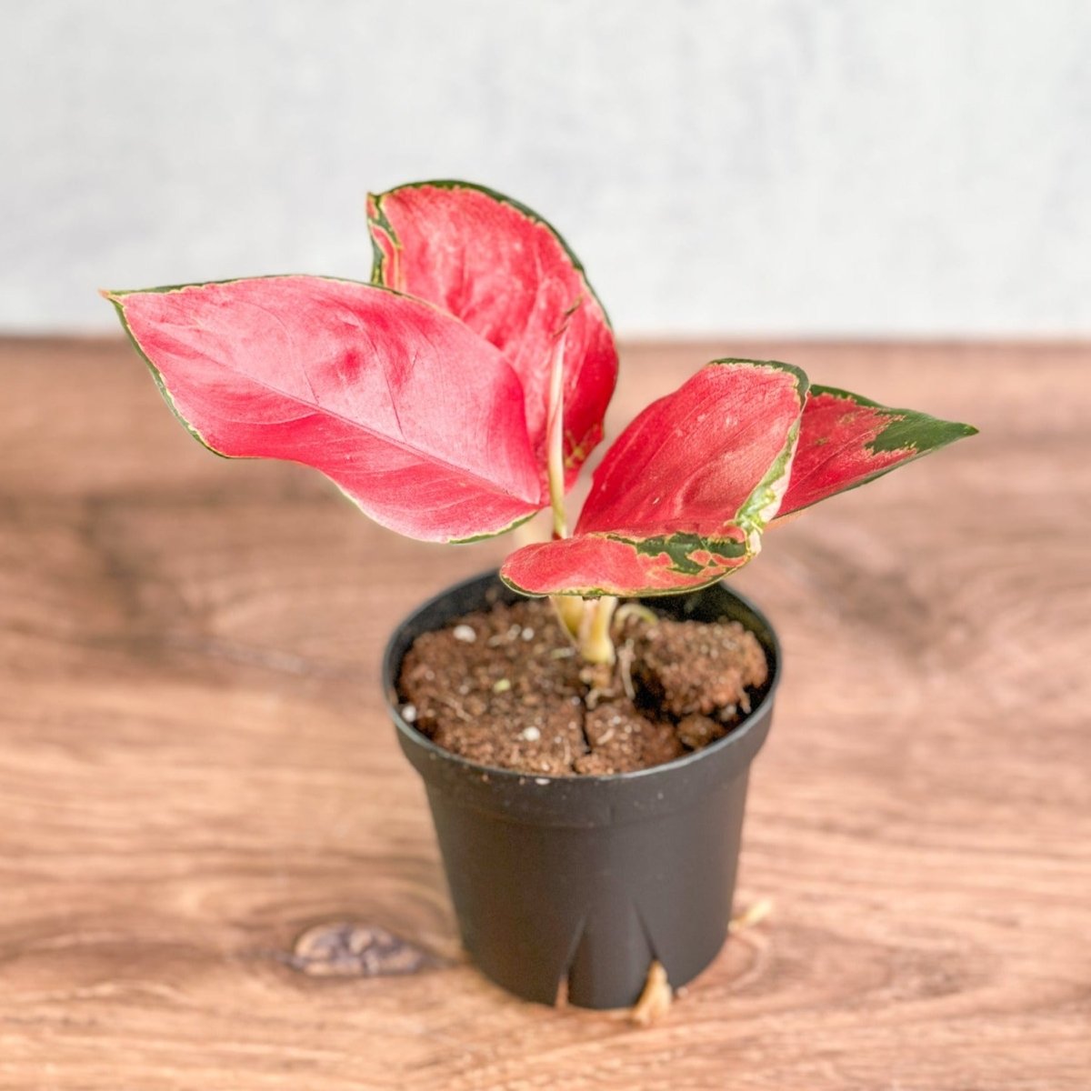 Aglaonema Suksom Jaipong Hybrid Chinese Evergreen - 4 Inch