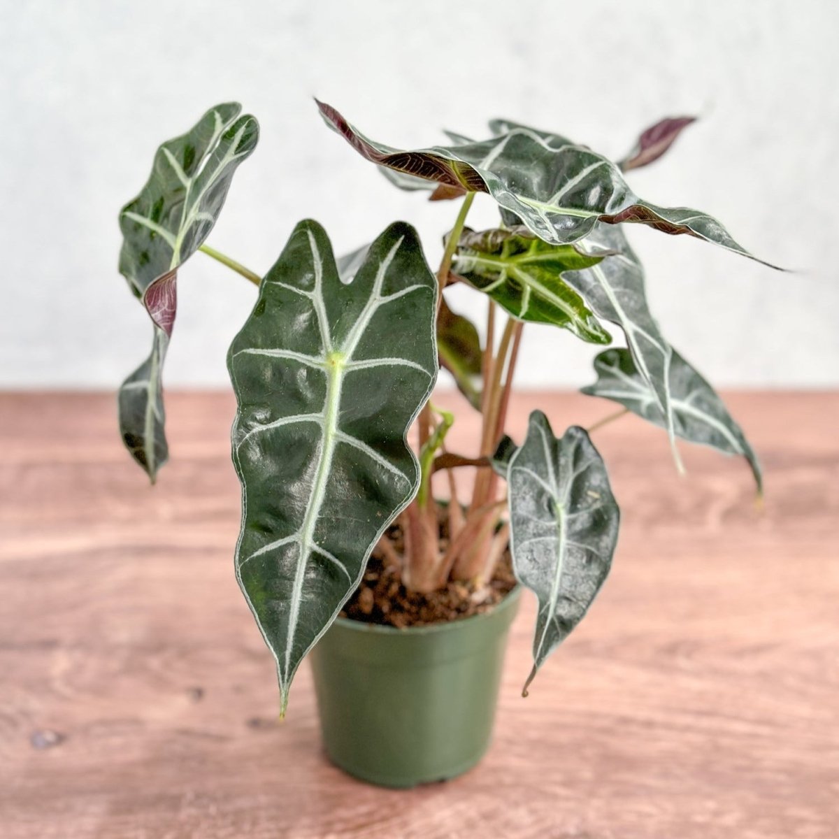 Alocasia Amazonica 'Polly' – African Mask Plant
