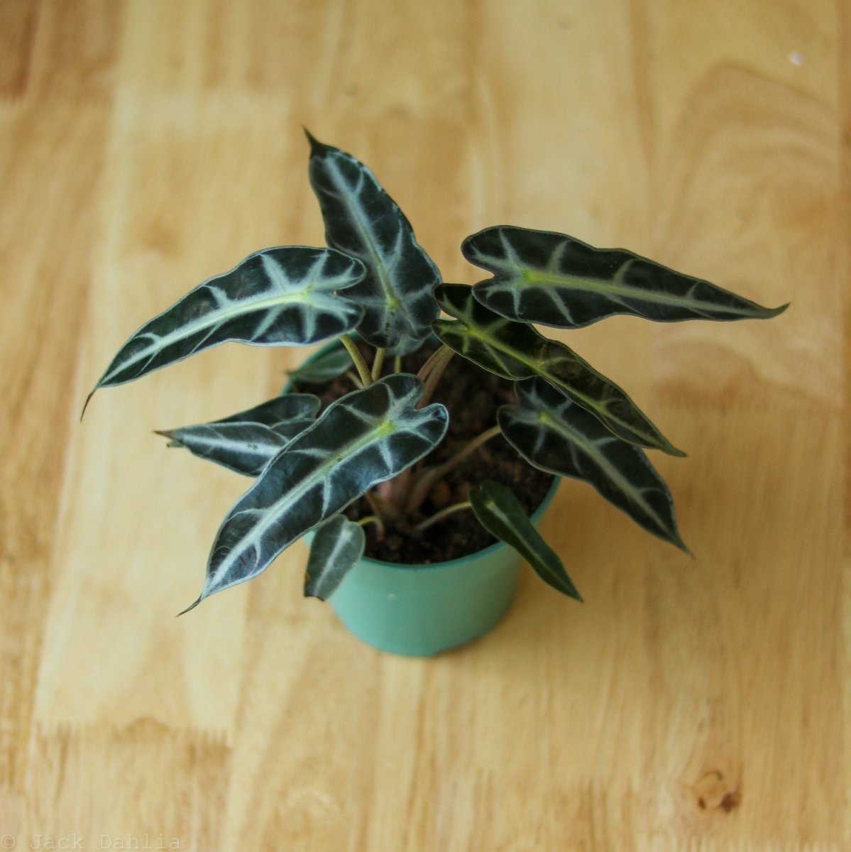 Alocasia Amazonica 'Bambino' - 4 Inch
