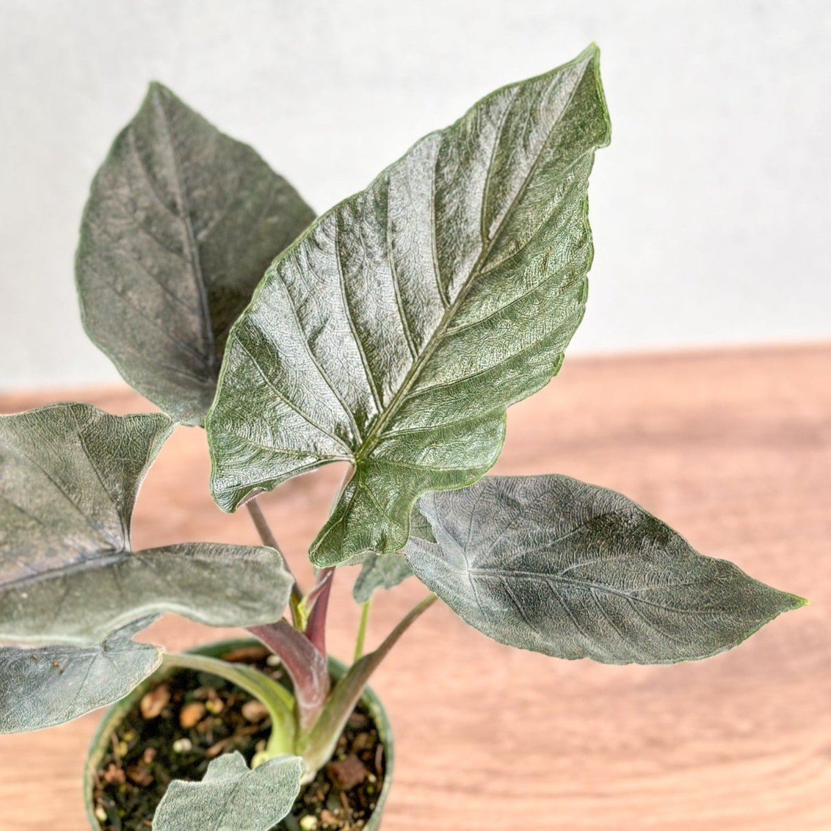 Alocasia 'Antoro Velvet' - Antoro Velvet Alocasia