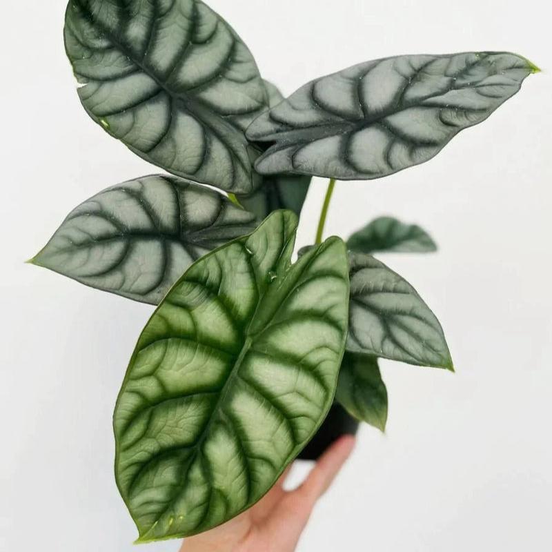 Alocasia Baginda 'Dragon's Scale' - Dragon's Scale Alocasia 4.5 Inch