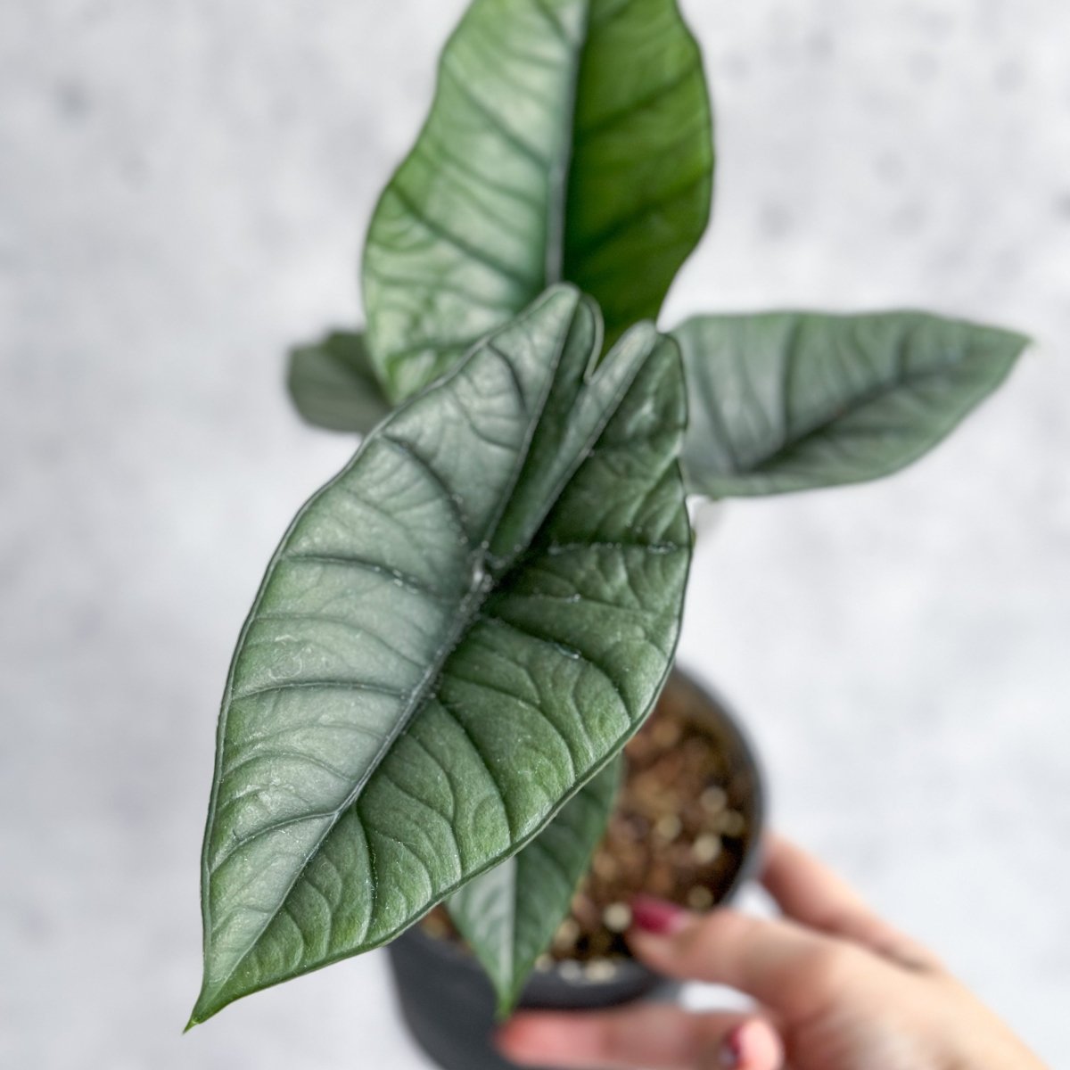 Alocasia Bisma 'Platinum' - Platinum Alocasia - 4.5 Inch
