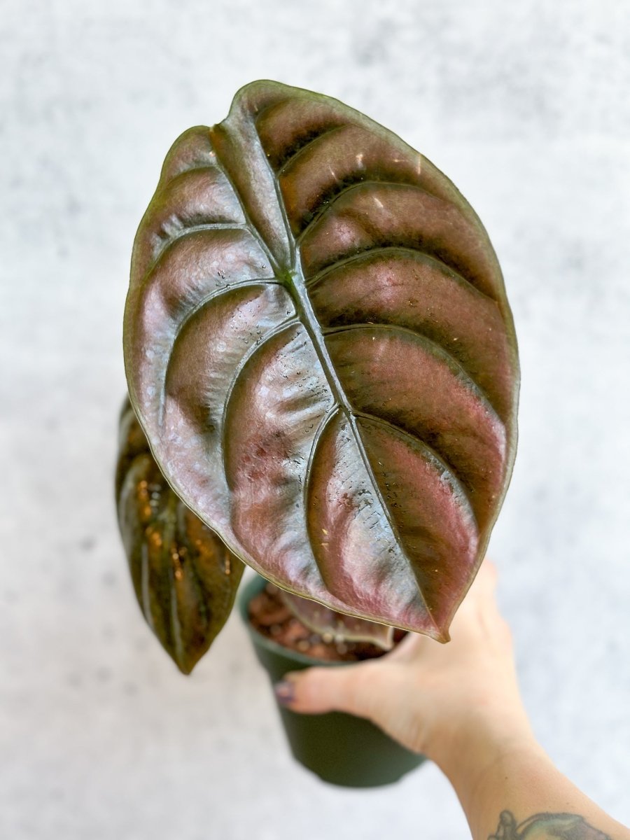Alocasia Cuprea Red Secret