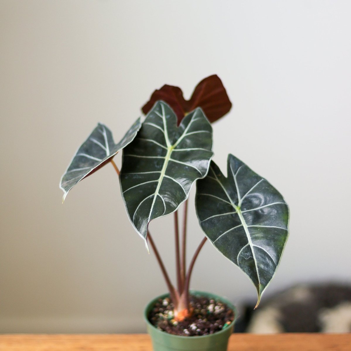 Alocasia ‘Dragon’s Tooth’ - 4 Inch