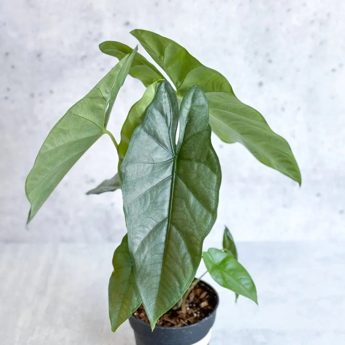Alocasia Heterophylla 'Corazon' - Corazon Alocasia - 4.5 Inch