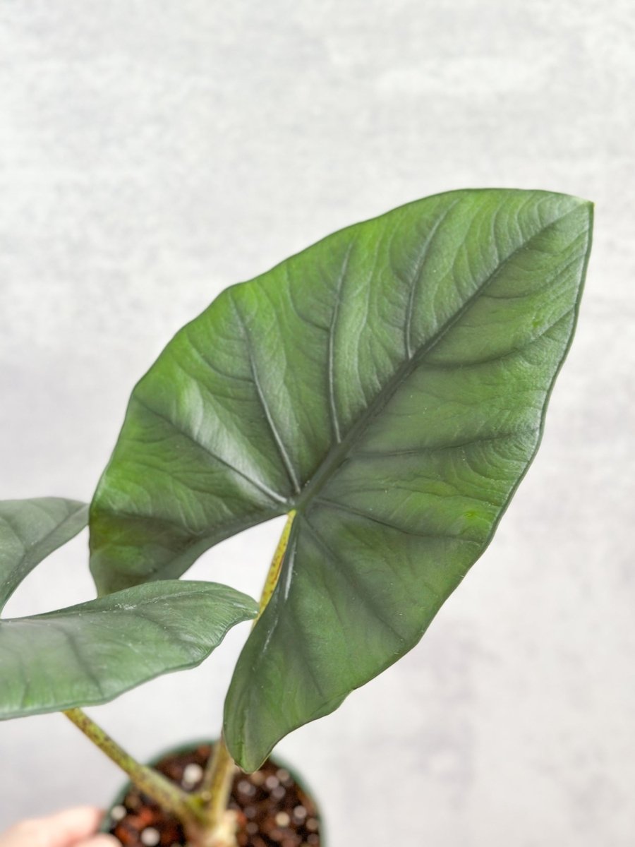 Alocasia Imperialis - Imperialis Elephant Ear - 4.5 Inch