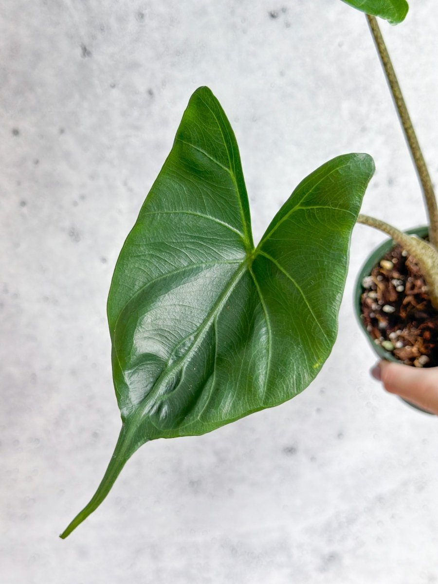 Alocasia Macrorrhiza ‘Stingray’ - Stingray Elephant Ear