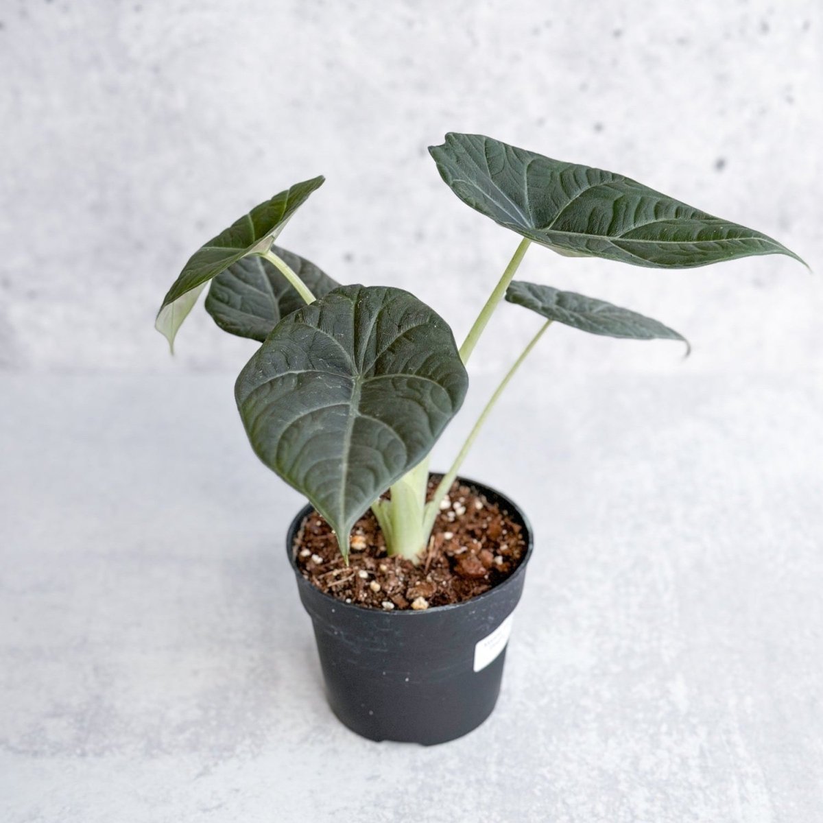 Alocasia Maharani - Grey Dragon Alocasia - 4.5 Inch