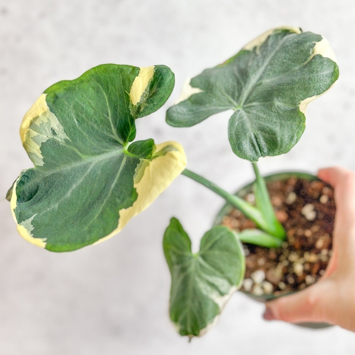 Xanthosoma Sagittifolium 'Mickey Mouse'