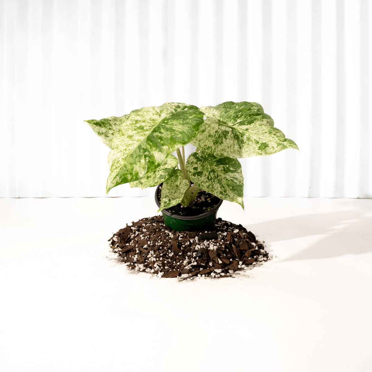 Alocasia ‘Odora Batik’ – Rare Elephant Ear With Batik Pattern