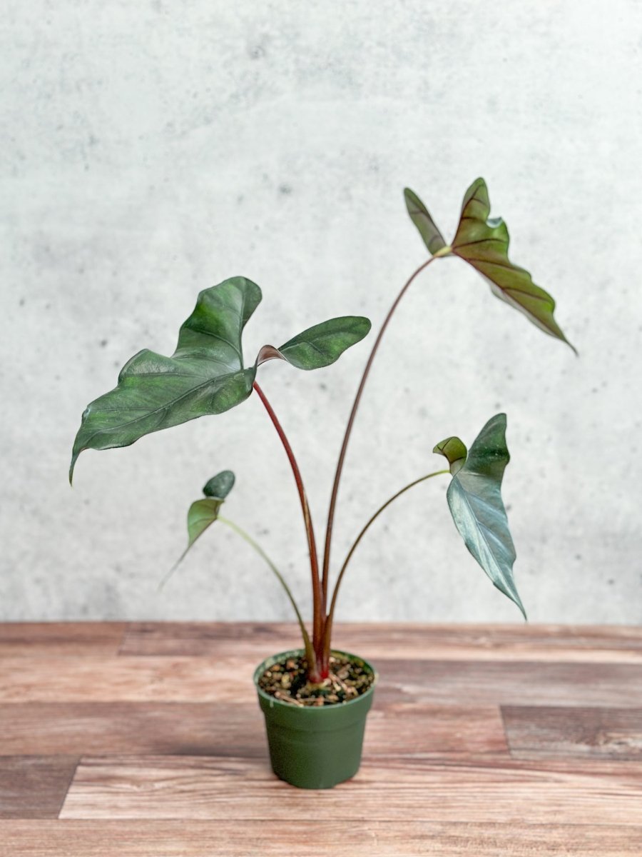 Alocasia Priceps 'Purple Cloak' - Purple Cloak Elephant Ear - 6 Inch
