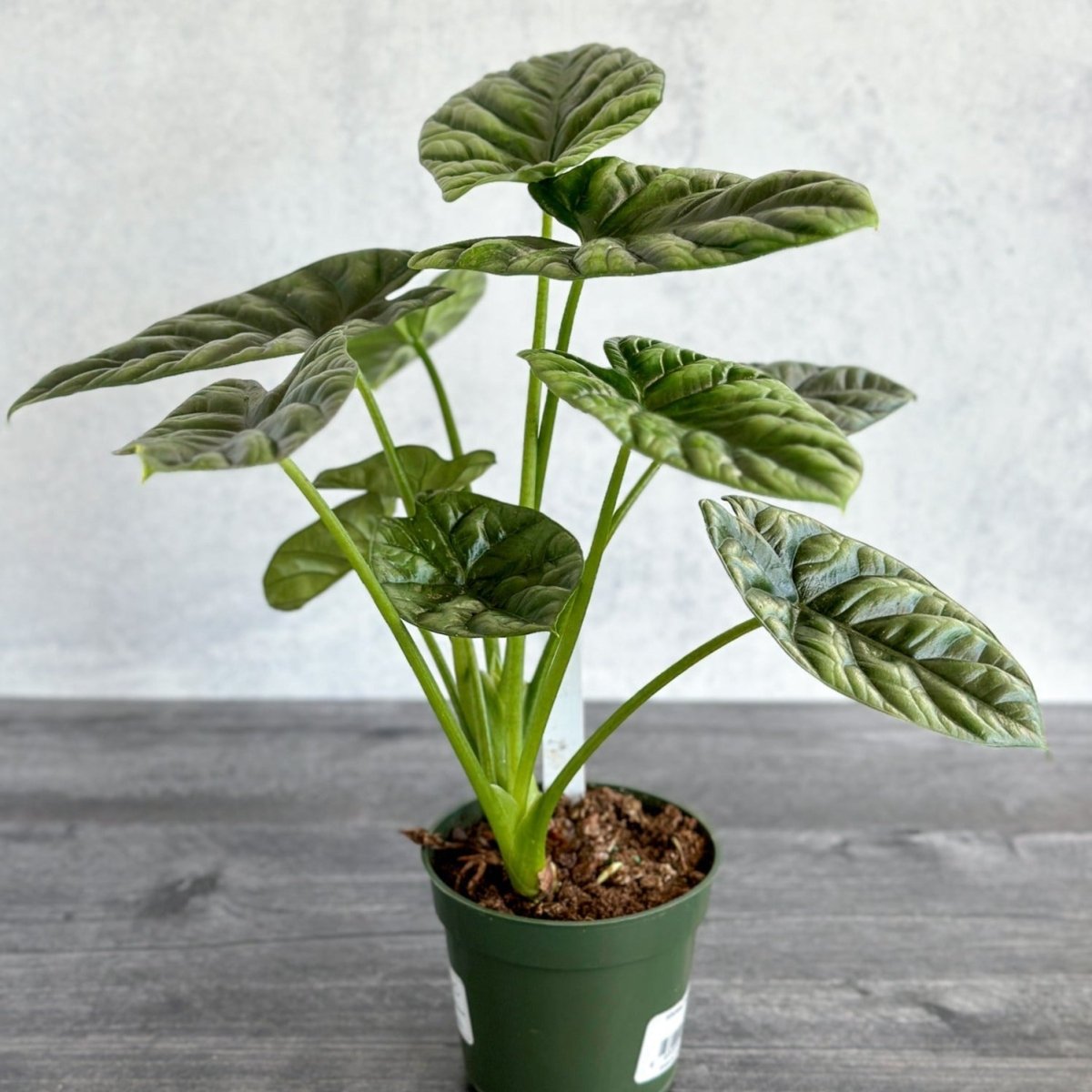 Alocasia 'Quilted Dreams' - 4 Inch