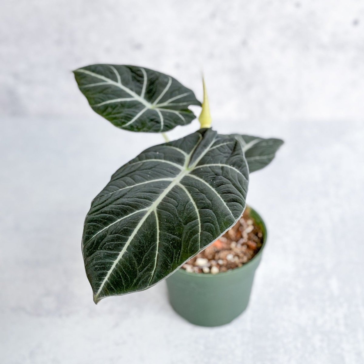 Alocasia Reginula 'Black Velvet'