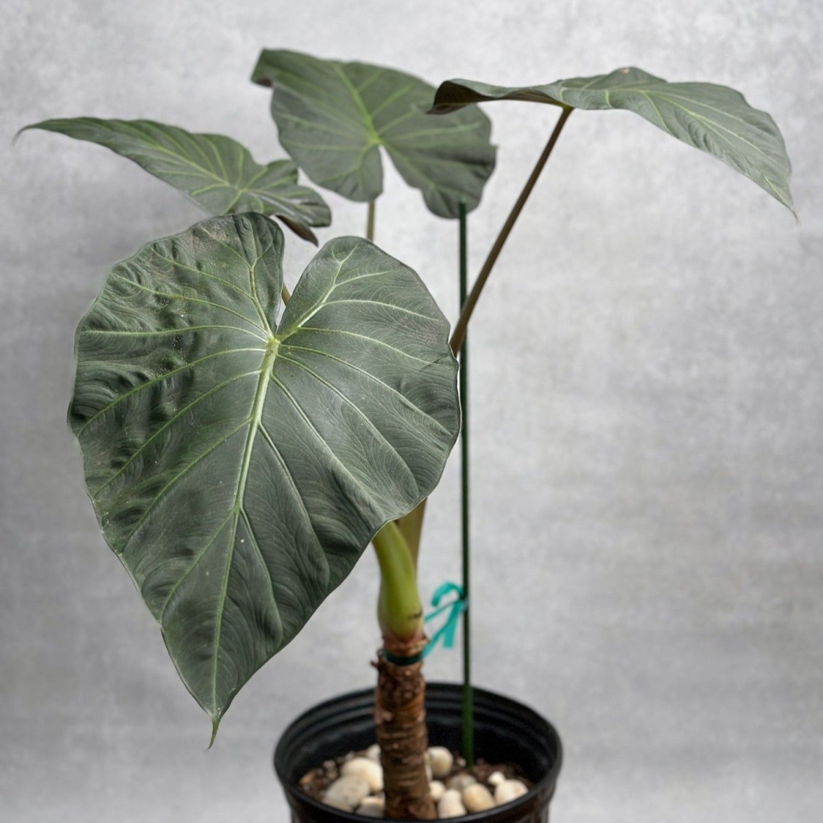 Alocasia X ‘Regal Shield’ - Regal Shield Alocasia