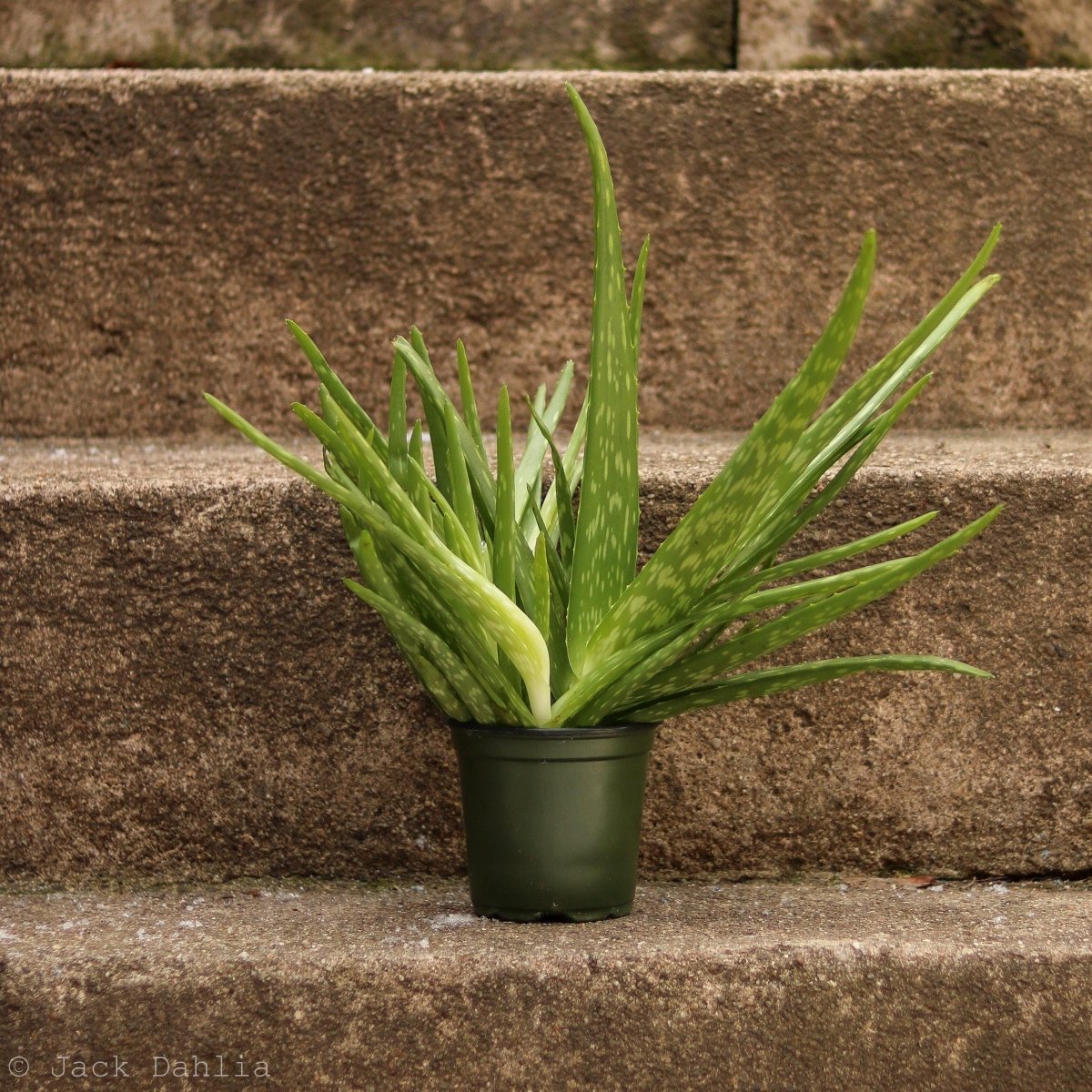 Aloe Barbadensis Miller 'Aloe Vera'