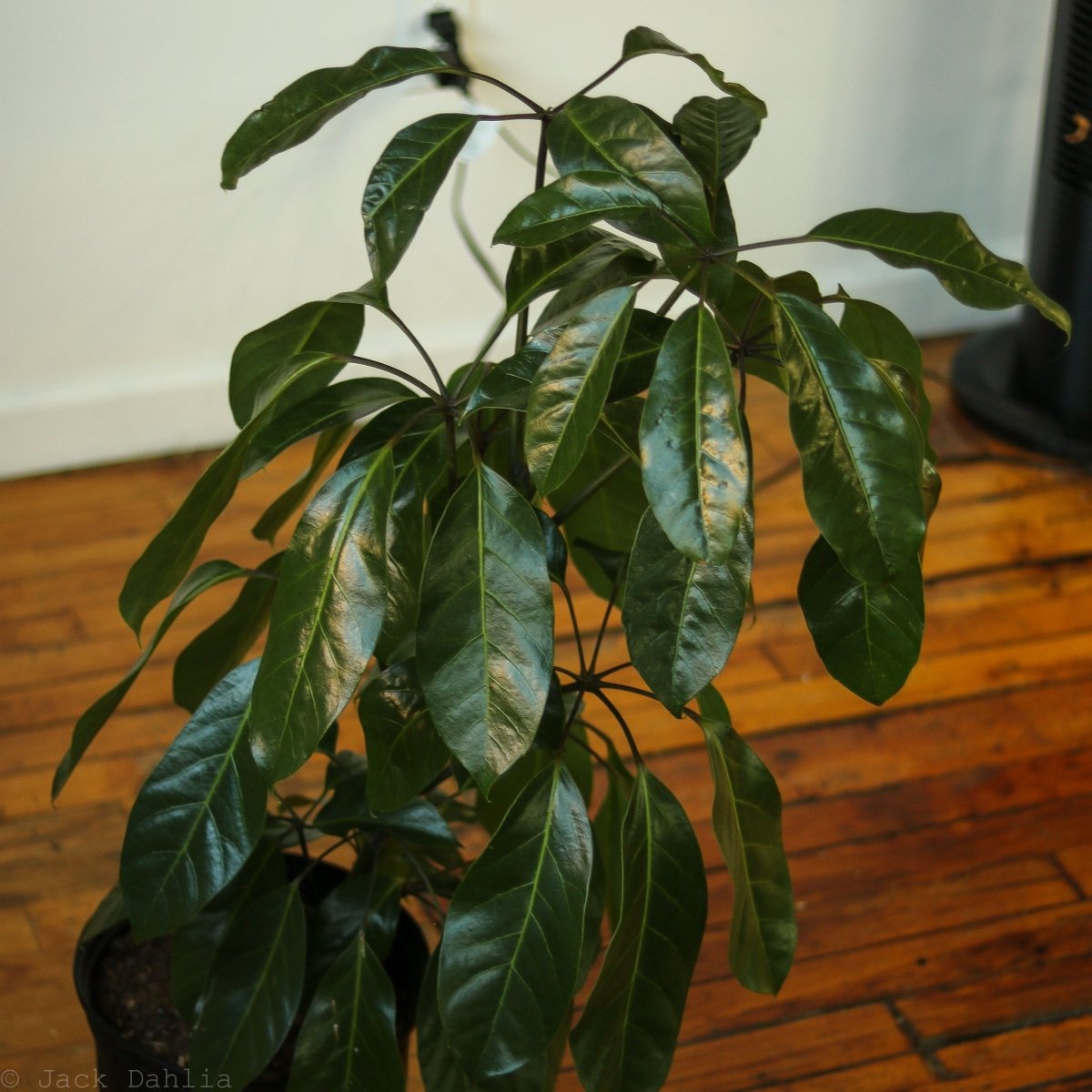 Alpine Schefflera ‘Umbrella Tree'