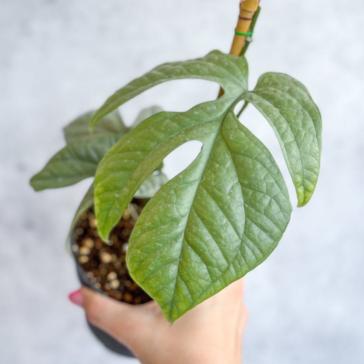 Amydrium Medium 'Silver Spiderman' - Silver Spiderman False Monstera - 4 Inch