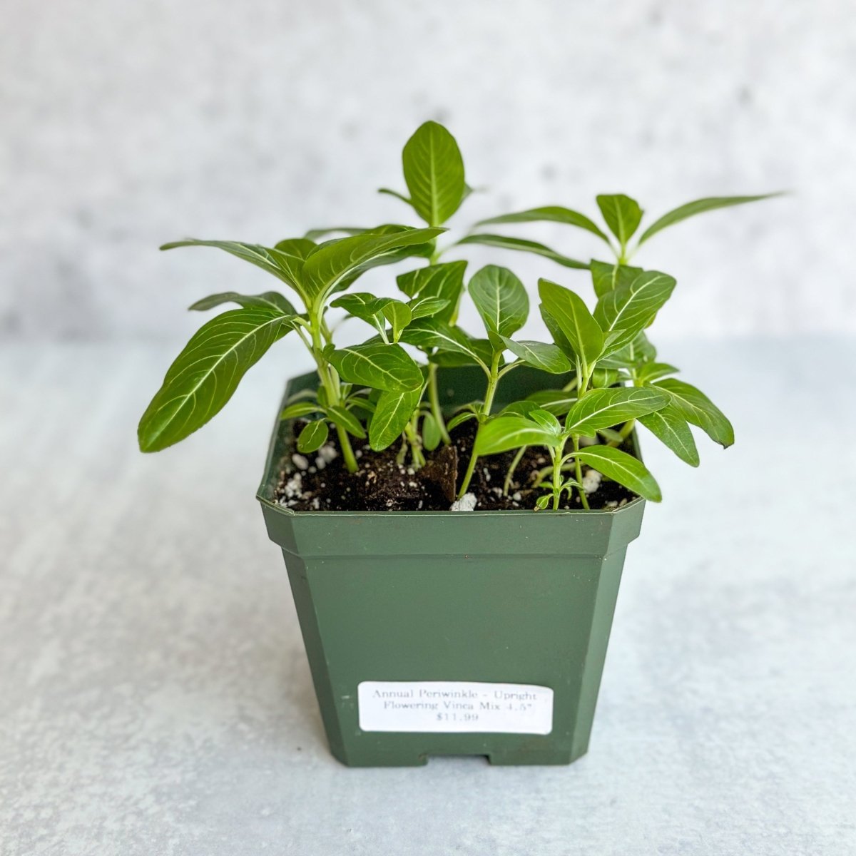 Annual Periwinkle - Upright Flowering Vinca Mix